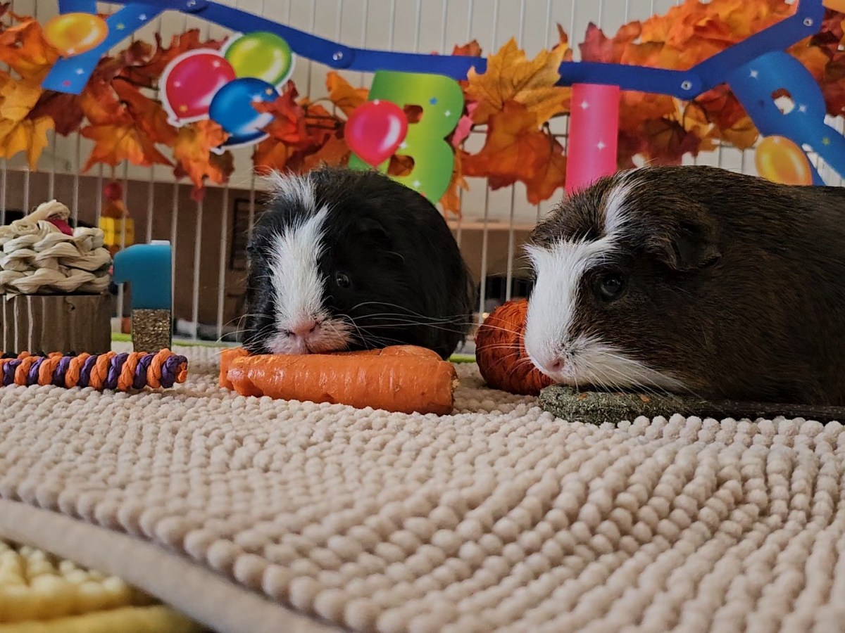 Adventures in Guinea Pig Land