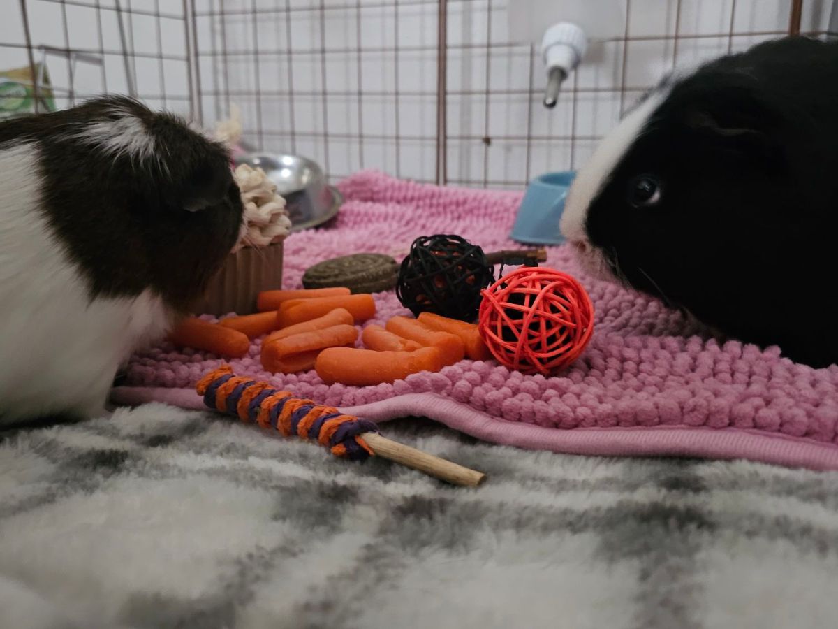 My Guinea Pigs Turn 3!
