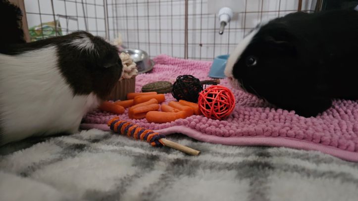 My Guinea Pigs Turn 3!